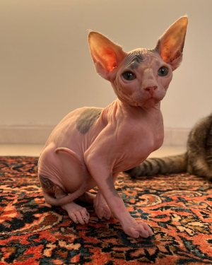 sphynx