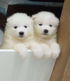 Chiots Samoyede a vendre