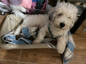 Bichon havanais