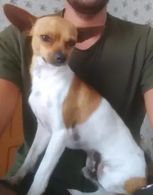 Très bon Mâle chihuahua a vendre