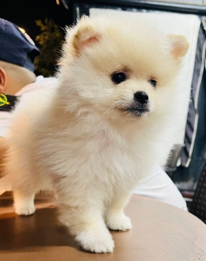 Spitz pomeranian