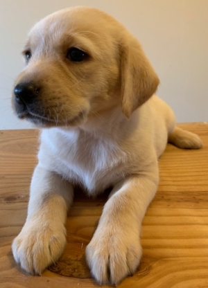 Labrador