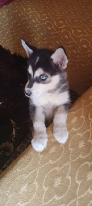 Chiot femelle Husky