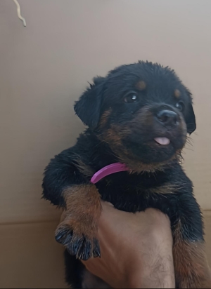 Rottweiler