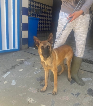 Malinois pure