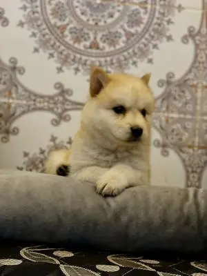 Chiot  akita