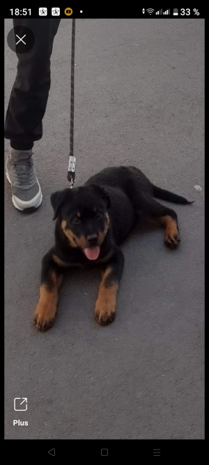 Rottweiler