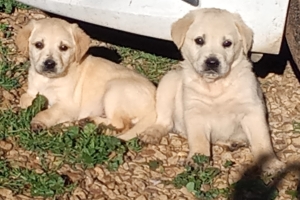 CHIOTS Golden retriever