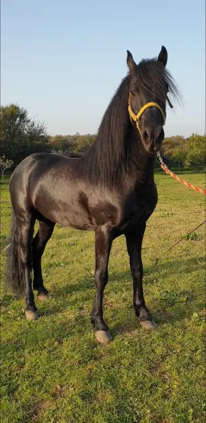 Étalon arabo frison