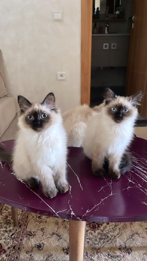 Chatons siamois