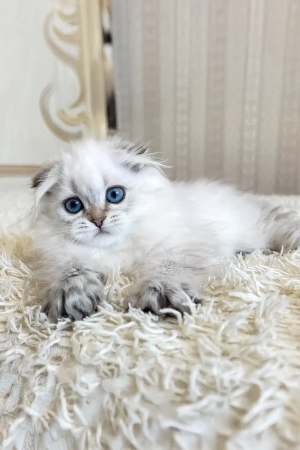 Chatons scottish fold