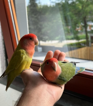 Des oiseaux bien dressé à Casablanca