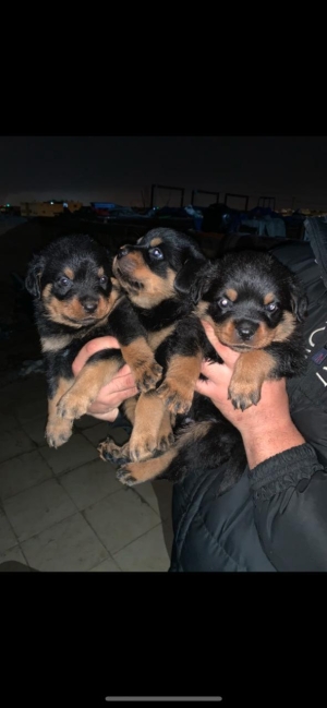 rottweiler pedigree