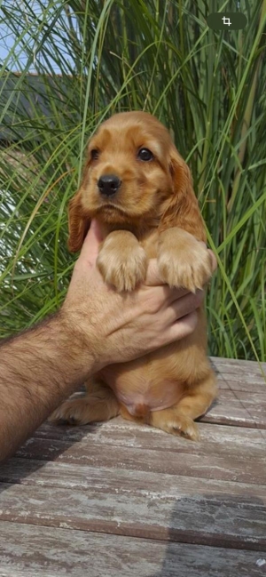 cocker anglais