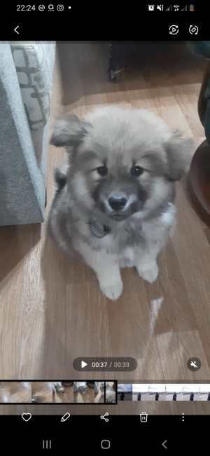 Akita chow