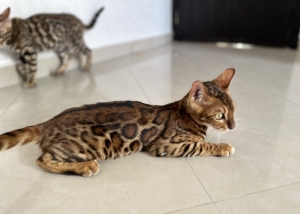 Chaton bengal male avec pedigree tica