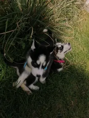 6 Husky sibérien