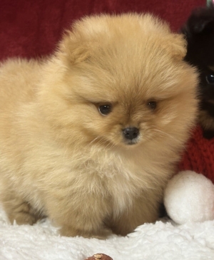 Spitz nain Loulou de Pomeranie