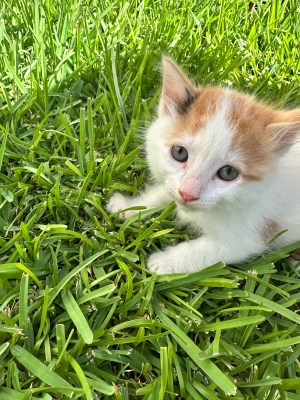Chats pour adoption