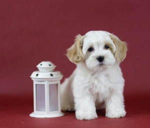 bichon havani toy