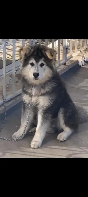 malamute geant