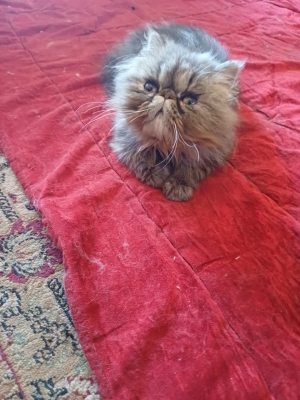 Femelle persan 3 mois