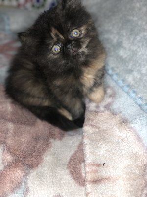 Chat persan