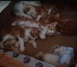 Petit chatons a adopter