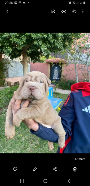 chiots shar-peï