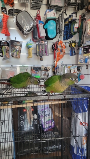 Molina green cheek