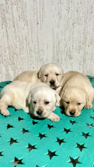 chiots labrador