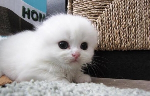 Scottish fold & Highland