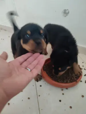 Bebes rottweiler