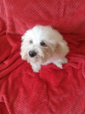 Bichon maltais