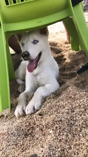 Husky