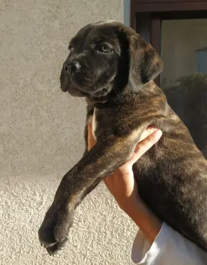 Chiot cane corso