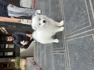 Samoyed