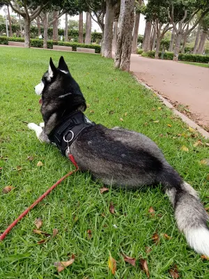 Husky