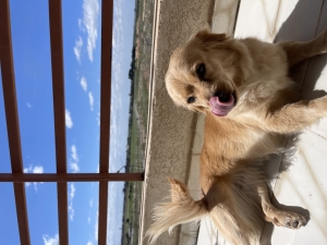 Chiot golden dox