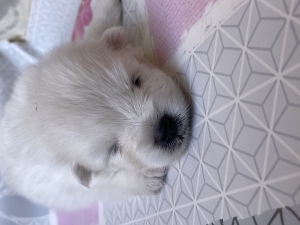 Petit chien Spitz japonais