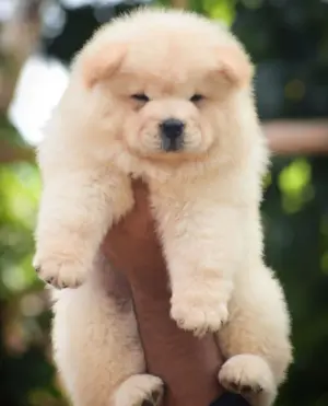 Chowchow