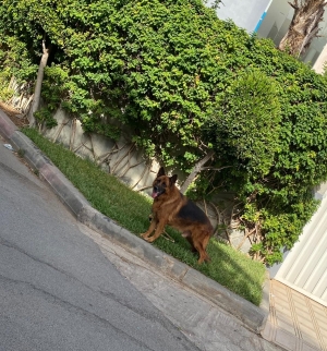 Male berger allemand