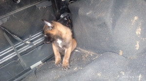 chiots malinois