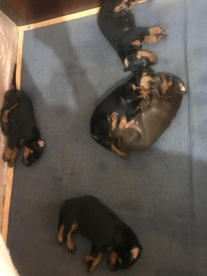 Magnifique portée de doberman