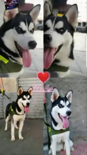 husky