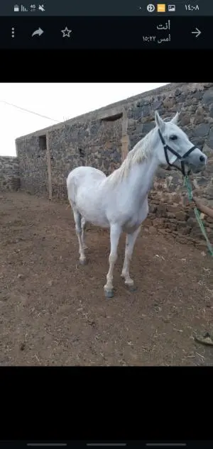 Cheval Arabe barbe عودة للبيع