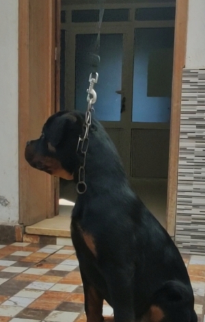 Chiots rottweiler  à vendre