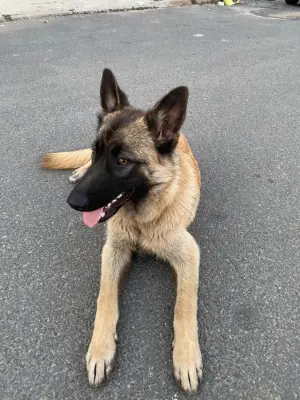 vends malinois