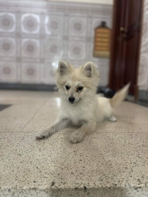 Spitz nain russie female