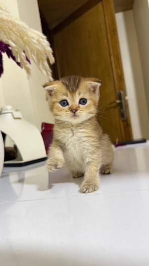 Scottish fold male Golden ny22